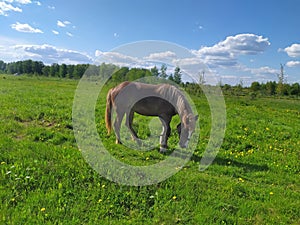 Horse eating grass on the meadow