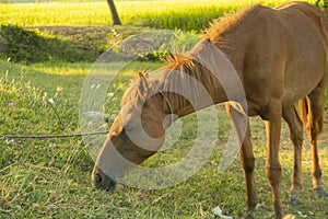 Horse eating grass in the meadow, closeup of photo