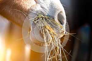 Horse eating grass