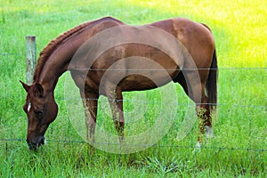 Horse Eating Grass Over Barbed Wire Fence
