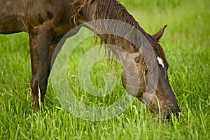 Horse Eating Grass