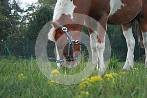 Horse eating grass. KoÃâ jedzÃâ¦cy trawÃâ¢.