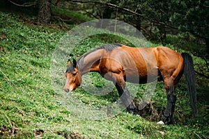 Horse Eating Grass In Spring Pasture. Horse Grazing On A Green Mountain Slope