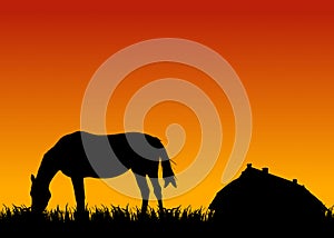 Horse eating grass at sunset near stable