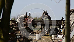 Horse eating grass from the trailer in a junkyard
