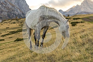 Horse eating grass in the wild