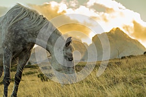 Horse eating grass in the wild