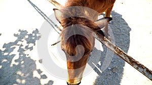 Horse eating grass in the yard in autumn