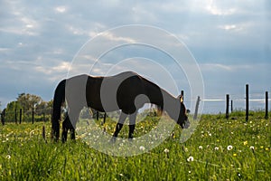 Horse eating grass in a yard of a farm, beautiful colors at sunset south