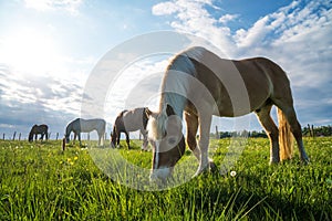 Horse eating grass in a yard of a farm, beautiful colors at sunset south