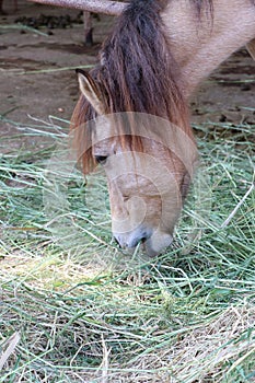 The horse is eating green grass on the ground. it is a mammal with a flowing mane and tail, used for riding and to carry and pull