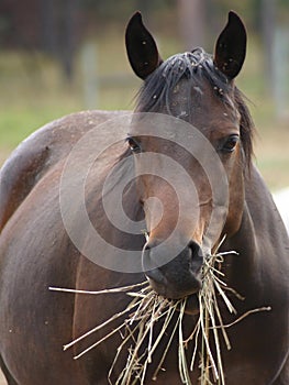 Horse Eating Hay photo