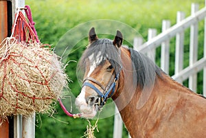 Horse eating hay photo