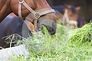 Horse eating hay