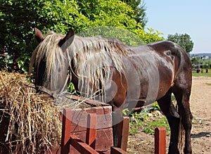 Horse eating hay