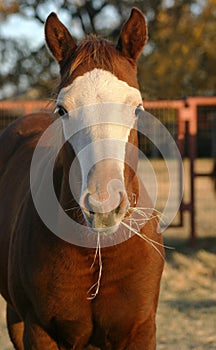 Horse Eating Hay