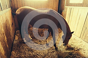 Horse eating hay