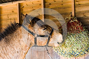 Horse eating hay