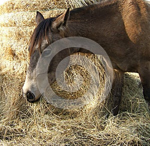 Horse Eating Hay