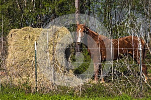 Horse eating hay in eastern. Equine, Animal