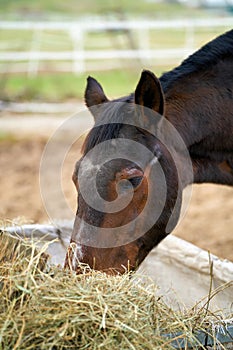 Horse eating hay on a farm in Herrenkrug near Magdeburg