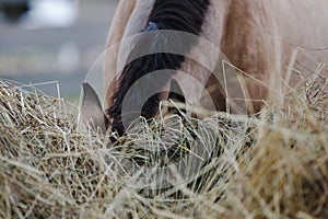 Horse eating hay from feeder in horse paddock in autumn in daytime