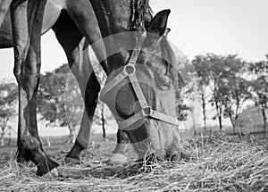 Horse, eating, hay, low angle, desaturated