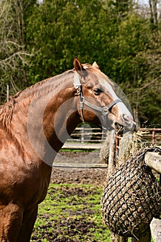 Horse eating hay from a slow feeding hay net