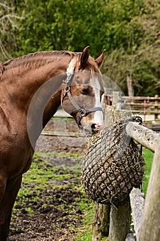 Horse eating hay from a slow feeding hay net