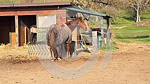 A horse is eating hay by the stable. View of a horse feeding hay in a corral. Concept of farming, horse breeding and