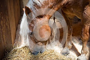 Horse eating hay in stables, agriculture, farming