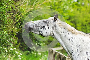 Horse eating from hedge