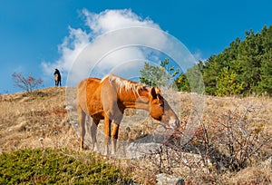 Horse eating hips in Crimean mountains