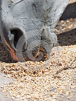 Horse eating oaks . close up