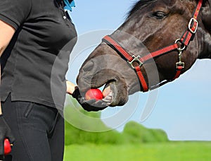 The horse is eating the red apple from the female hand in outdoors