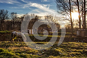 Horse eating in trashy field