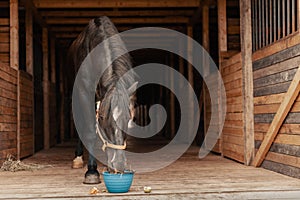 Horse eating vegetables and fruits from bucket in stable