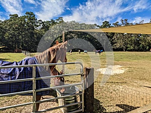 Horse Eating and Watching Other Horses Play in a Field