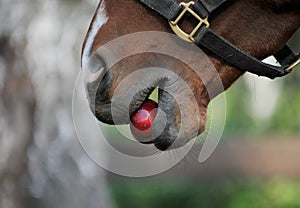 Horse eats an apple