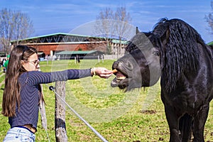 A horse eats from a girl`s hand,Young girl feeds her horse out of her hand,girl feeding horses in the farm in summer day
