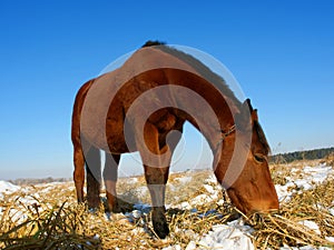 Horse eats grass on field