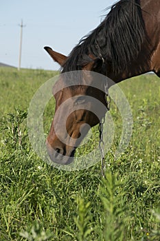 Horse eats grass and posing