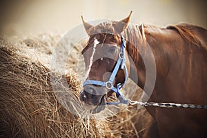 A horse eats hay from a large haystack