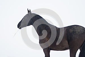 horse eats hay standing against a white sky