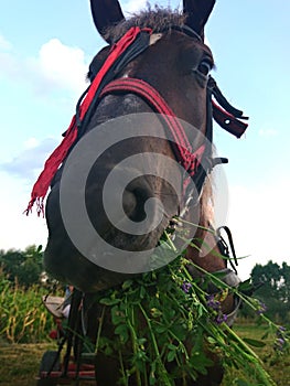 Horse eatting grass photo