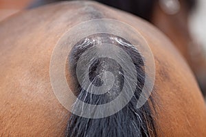 Horse eczema, skin irritation on tail loosing hair