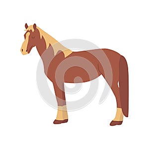 Horse. Elegant herbivore. Vector hand drawn. Farm animal