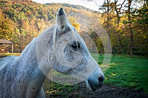 A horse in the enclosure