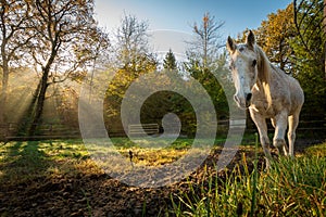 A horse in the enclosure