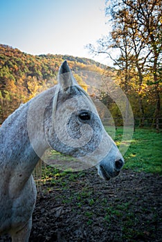 A horse in the enclosure